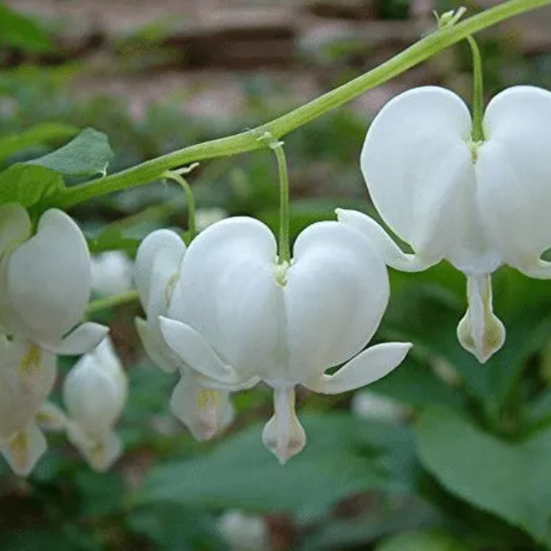 ❤️ Bleeding Heart-Lotus Peony Seeds: Timeless Beauty for Your Garden 🌸