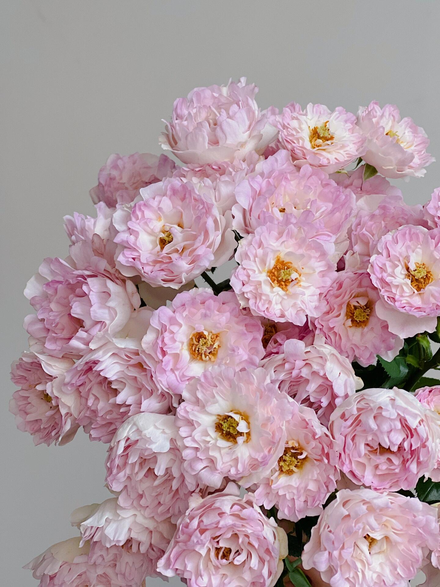 ✨Beautiful and easy-to-grow garden essentials：🌹Multivariable Rose🦋