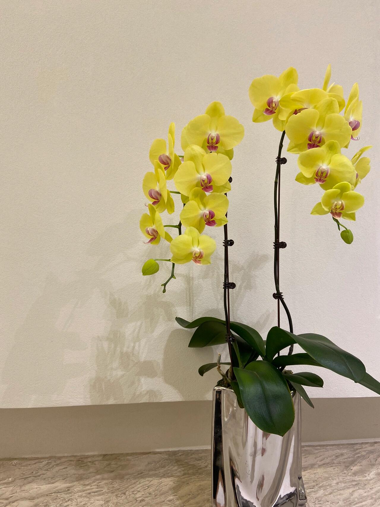 Phalaenopsis💐40% OFF 
