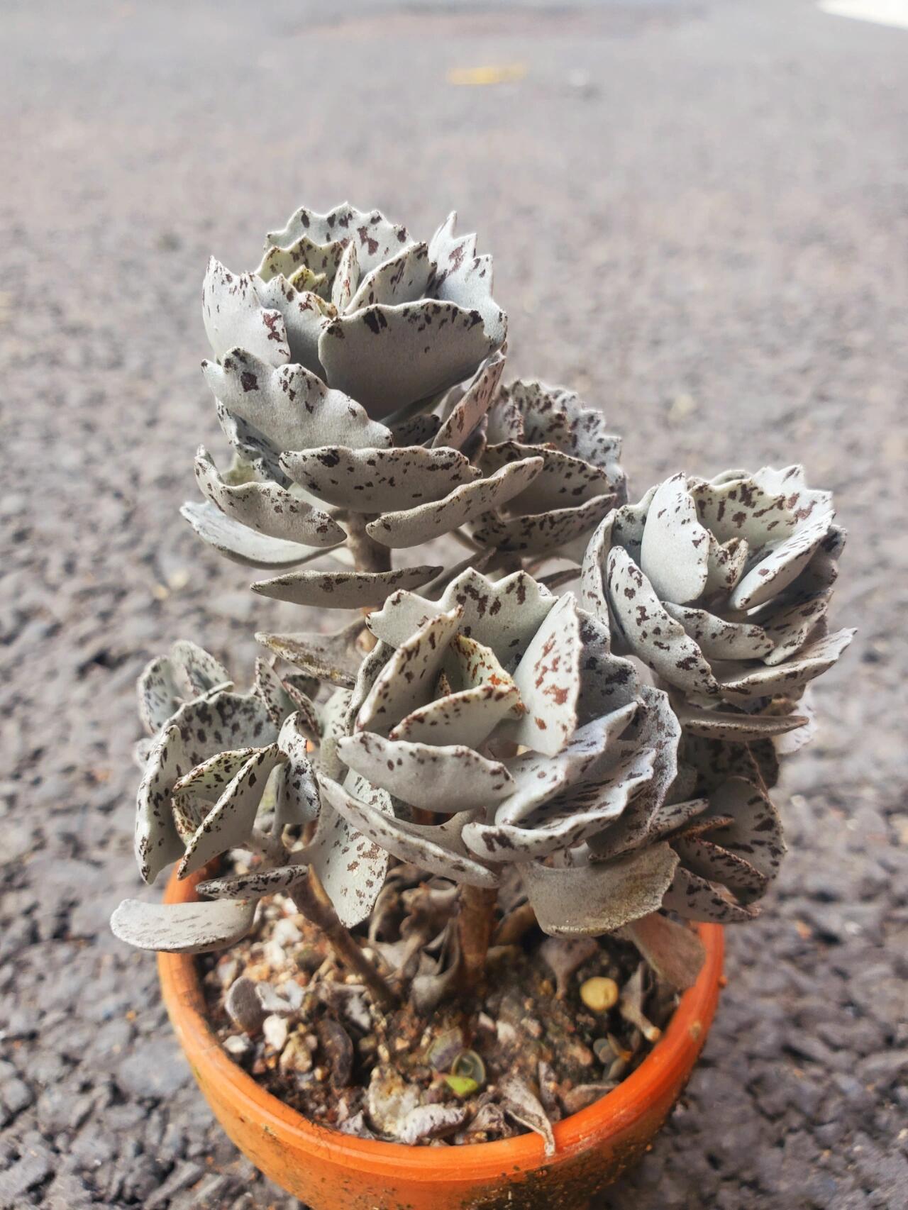 🌱cactus succulent🌵🌺40% OFF💥