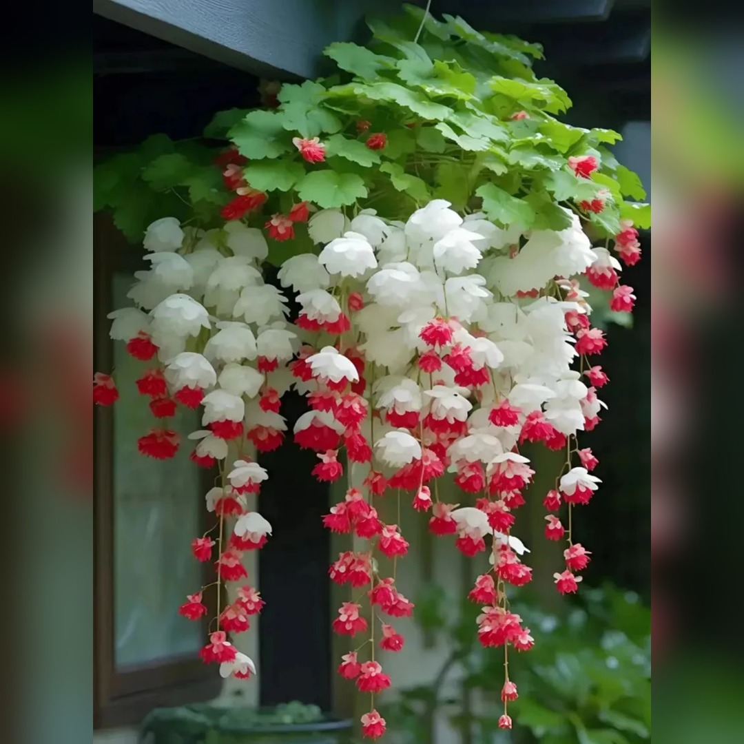 Weeping Begonia Seeds-Malus halliana