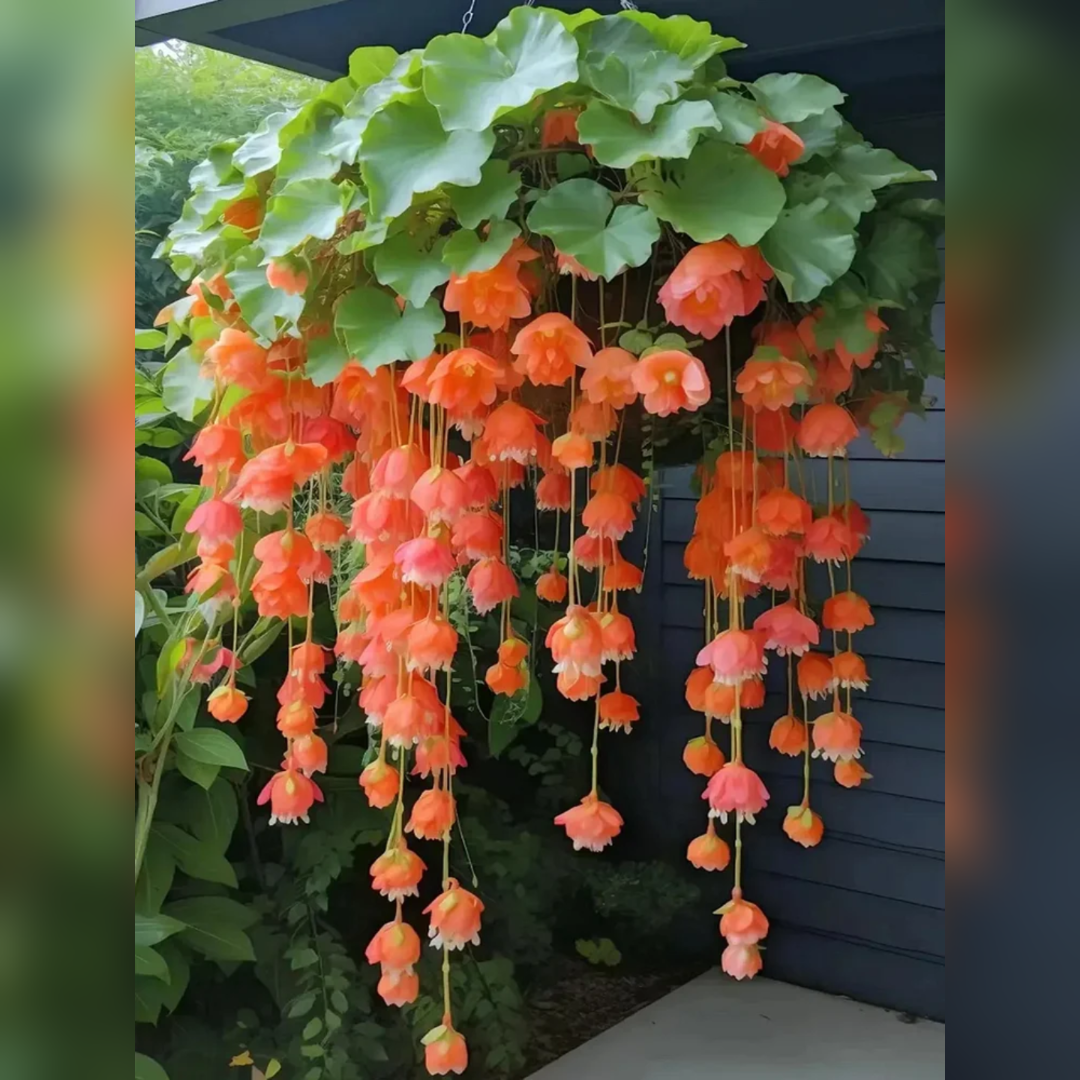 Weeping Begonia Seeds-Malus halliana