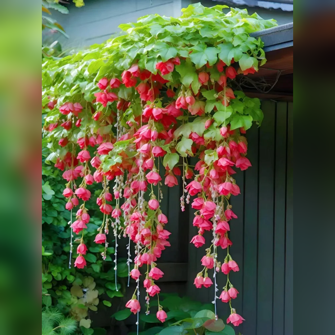 Weeping Begonia Seeds-Malus halliana