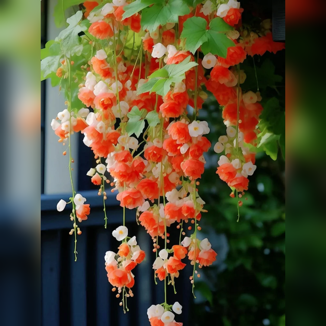 Weeping Begonia Seeds-Malus halliana