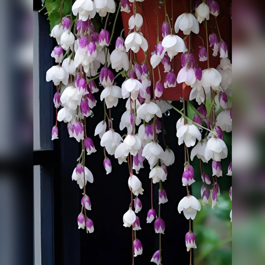 Weeping Begonia Seeds-Malus halliana