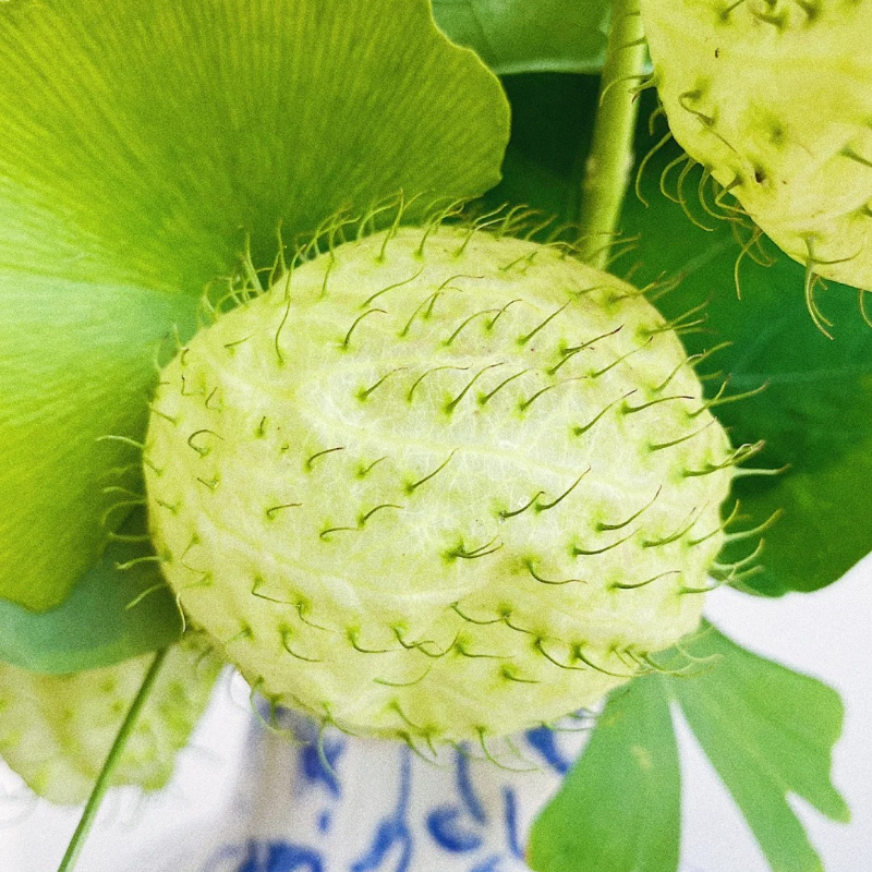 🌿 Tang Mian (Silk Plant) Seeds – Simple Joys of Gardening, Ideal for Seniors