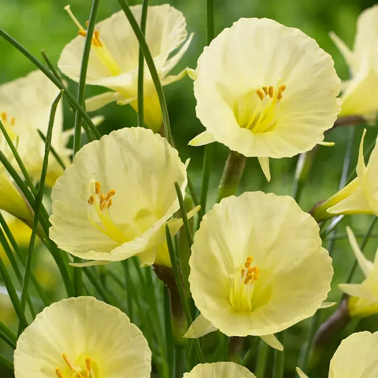 Narcissus bulbocodium Golden Bells