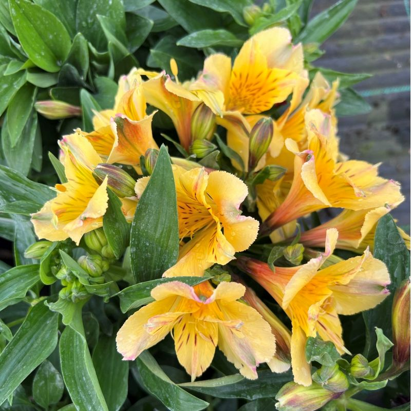 🌸 Alstroemeria Aurea Flower Seeds - 😍Easy to Grow 🌟 Perennial ❤️Deer-Resistant 