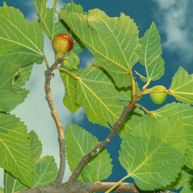 🌿Nostalgic Family-Heirloom Figs – ❤️Organic Seeds for Easy Harvest & Healthier Living!