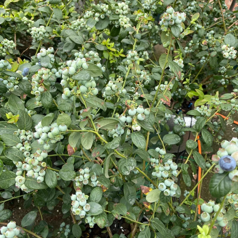 🫐Blueberry Seeds - Easy to grow, delicious and nutritious, cold resistant🌱