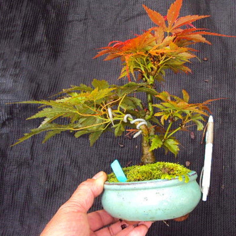 50pcs Red Maple Seeds Garden Bonsai Beautiful Indoor Potting Plant
