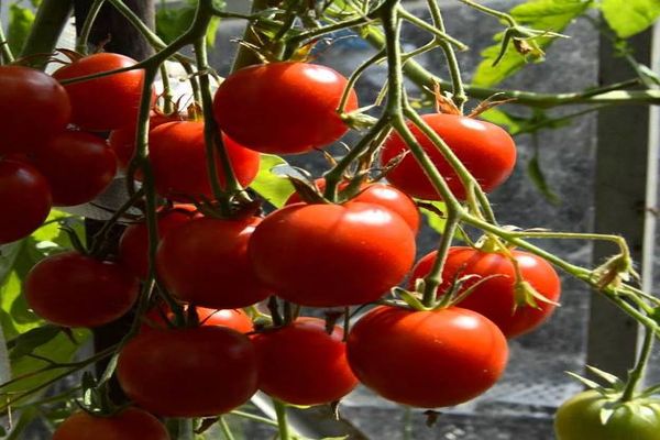 100% Germination rate-Clustered tomatoes Seeds-high yield