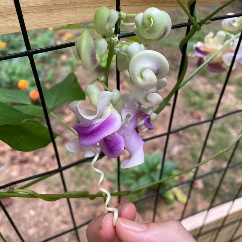 Serenity Snail Vine Seeds 🌸 – Night-Bloom Fragrance & Vintage Charm for Senior Balconies 🌿🌙