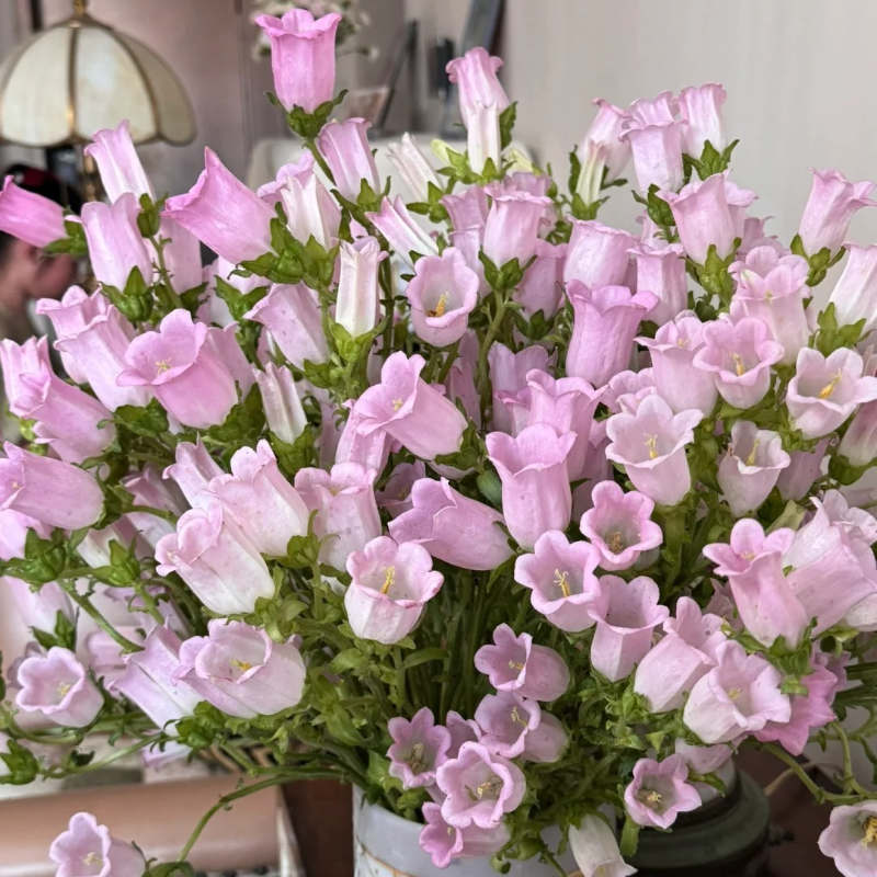 🌸Windbell Flower Seeds✨ - Elegant, easy-to-grow🌱