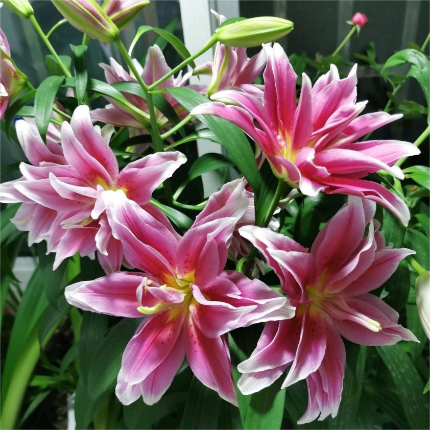 Oriental Perfume Lily Bulbs