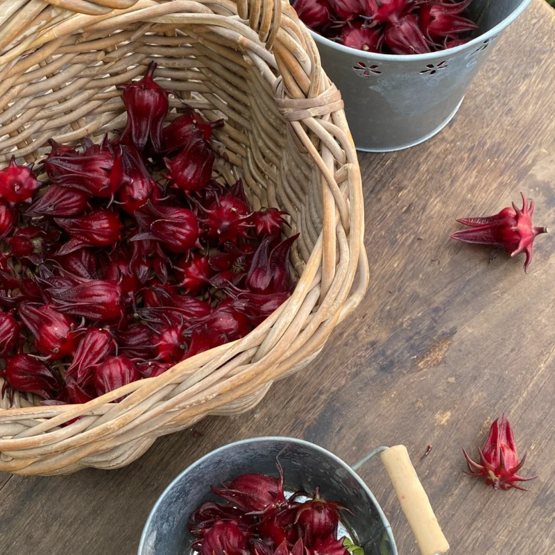 🌱Roselle Flower Seeds - Natural Antioxidant, Revitalize Health and Vitality