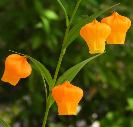 Sandersonia Aurantiaca Seeds
