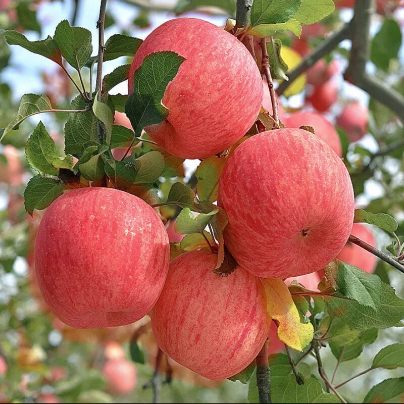 Bonsai Apple Seeds 🌱 Dwarf Apple Tree 🌳 Balcony Fruits 🍎