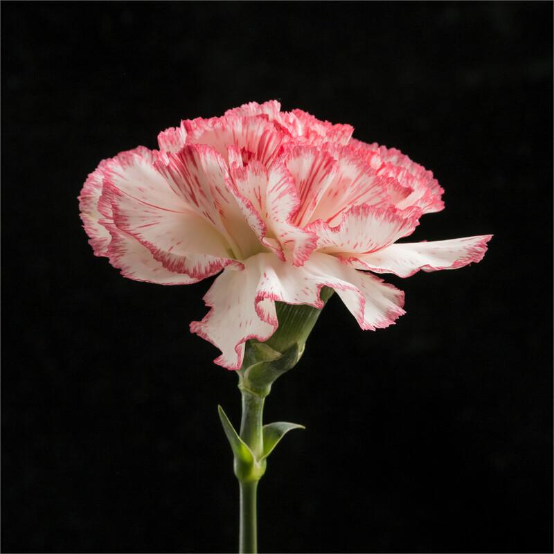 Dianthus Caryophyllus Seeds