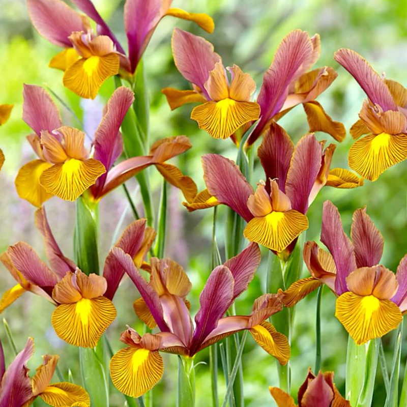 Dutch Iris Seeds 🌷 – Garden Joy Made Easy 😊