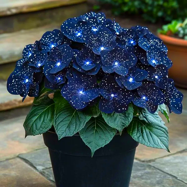 🌟Midnight blue Begonia-A Radiant Addition to Your Home! 🌟