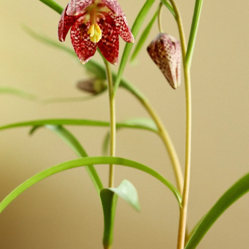 🌸 Fritillaria Flower Seeds – Easy Perennials with a Touch of Vintage Grace 🪴