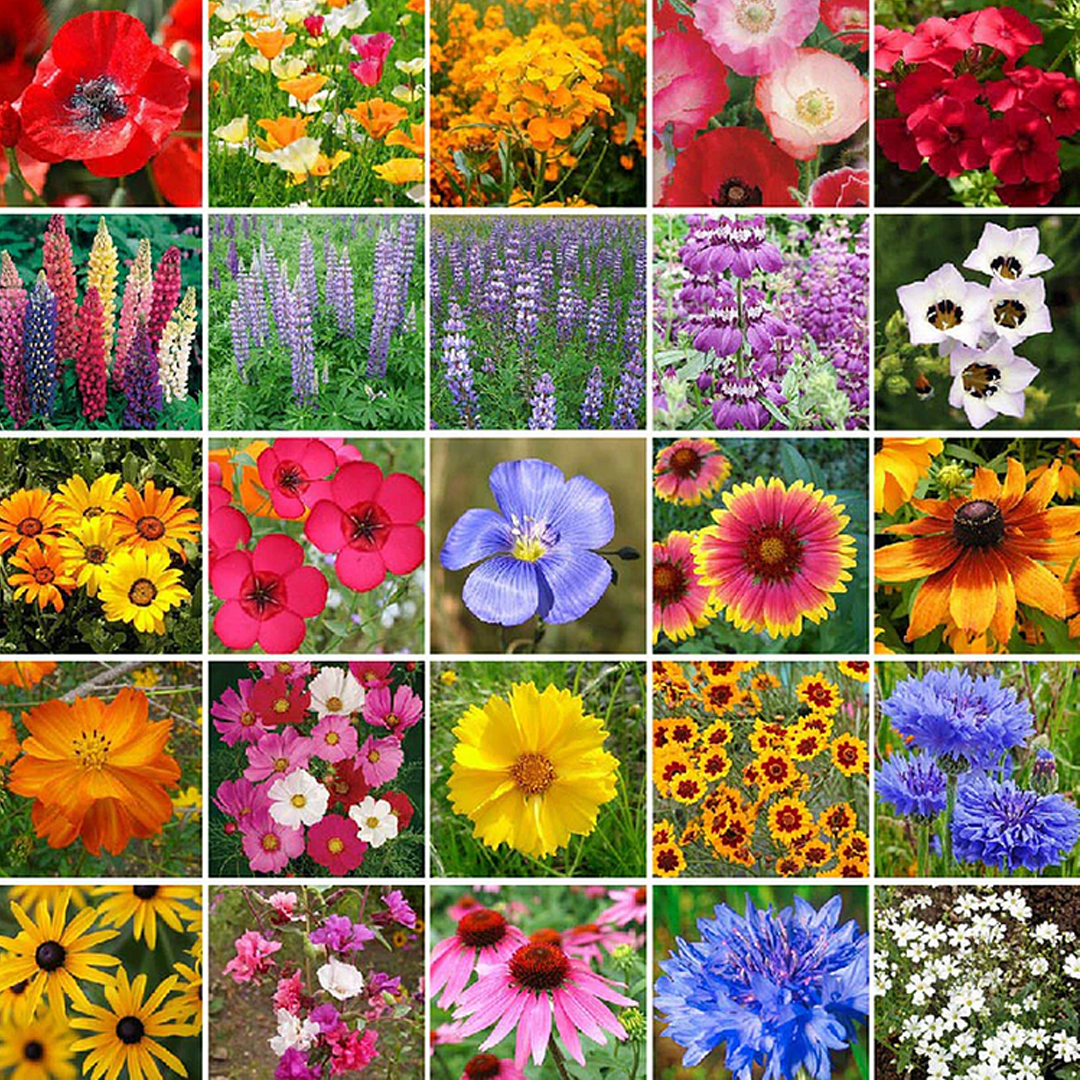 Mixed Wild Flower Seeds