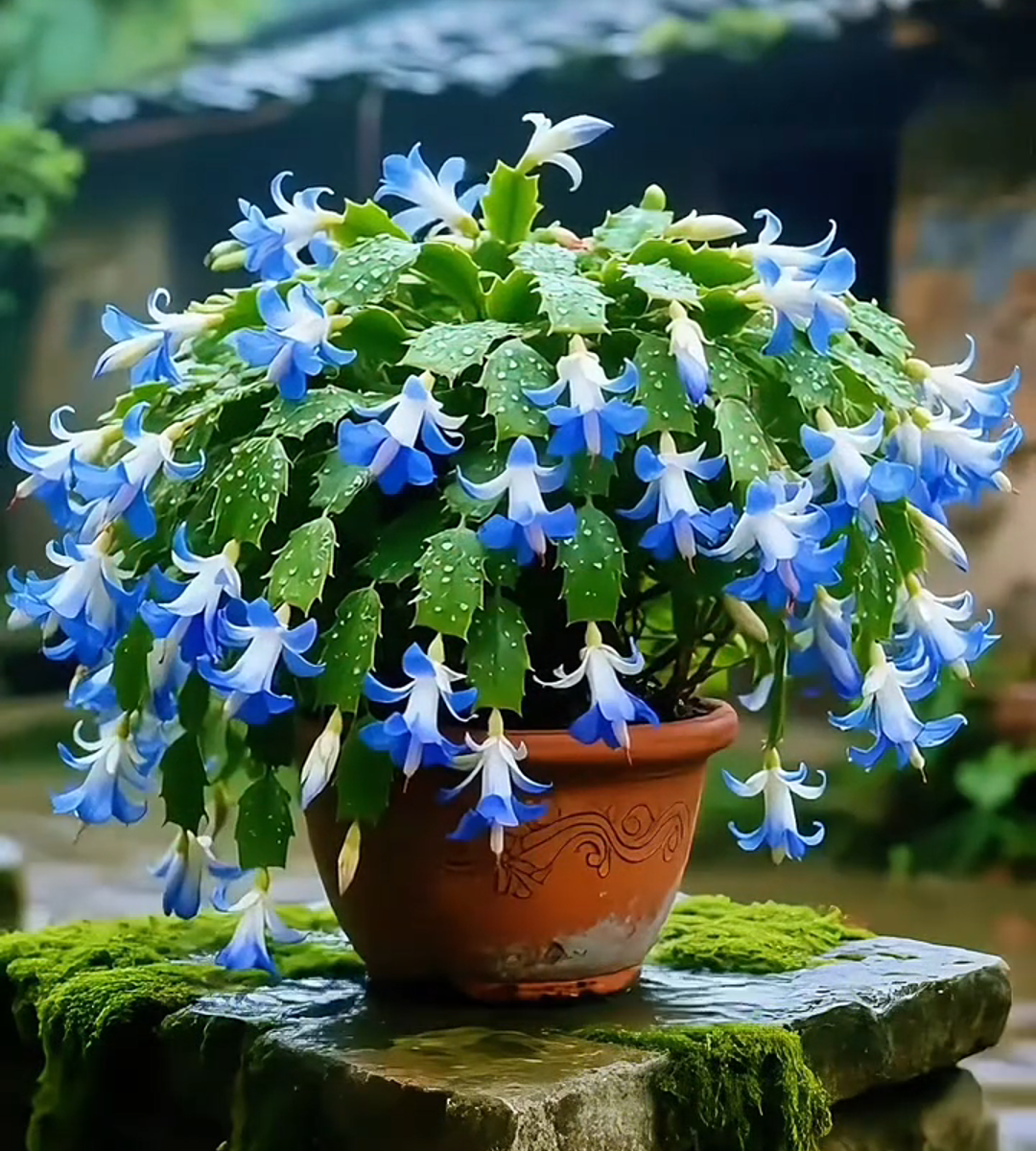 [Copy]🌺 Amaryllis Bulbs– Dramatic Blooms, Effortless Grace! 🌿✨