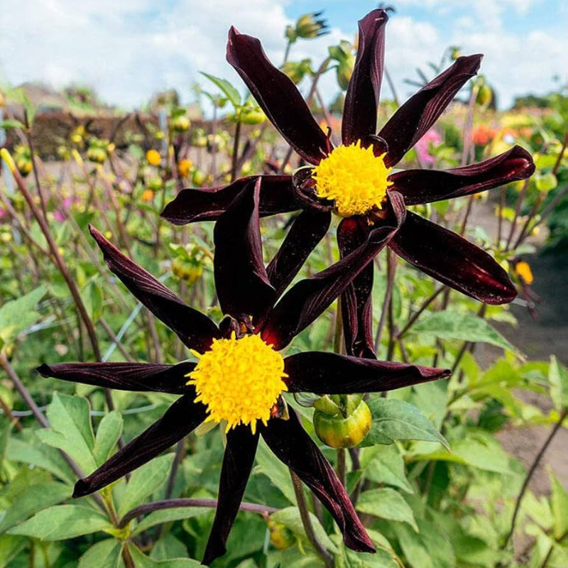 Star Dahlia Seeds: easy to grow and bring stunning flowers to your garden 🌟🌺