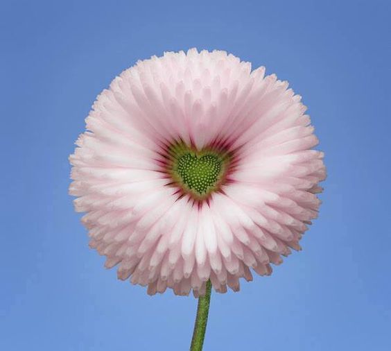 Aster Formula Mixed Colors - Flower Seeds