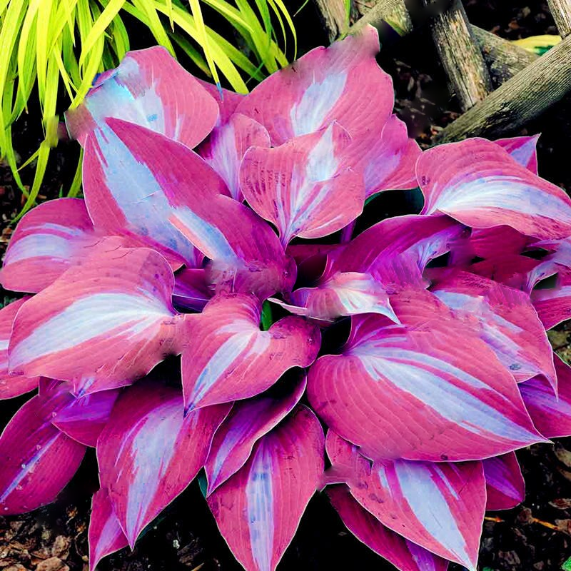 Mixed Hosta Perennials Flower Rare White Lace Lily Seeds