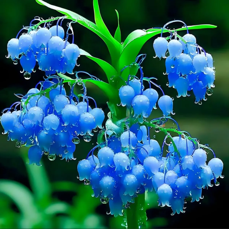 🔔Colorful lily of the valley🌸enchanting plant