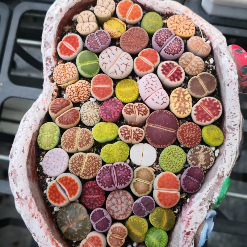 Lithops Succulent Seeds – Easy-to-Grow ‘Living Stones’ for Stress-Free Gardening 🌱