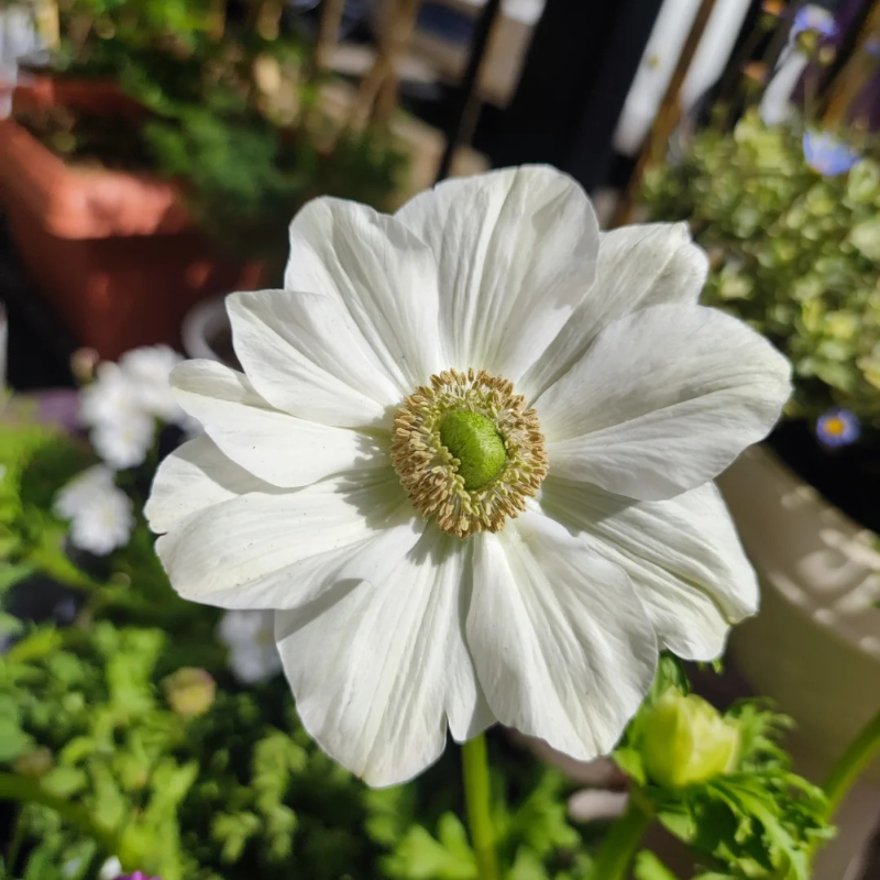 🌼Anemone Seeds🌱- Low-Maintenance, Pollinator-Friendly, Cottage Garden Favorite