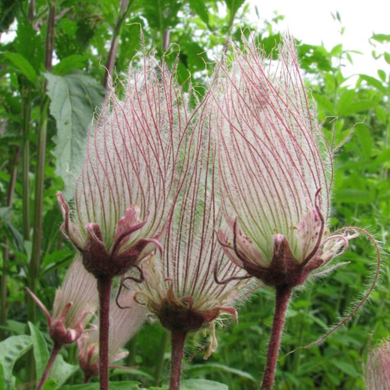 🌸 Prairie Smoke Flower Seeds – Whimsical Beauty from the Wild 🌾