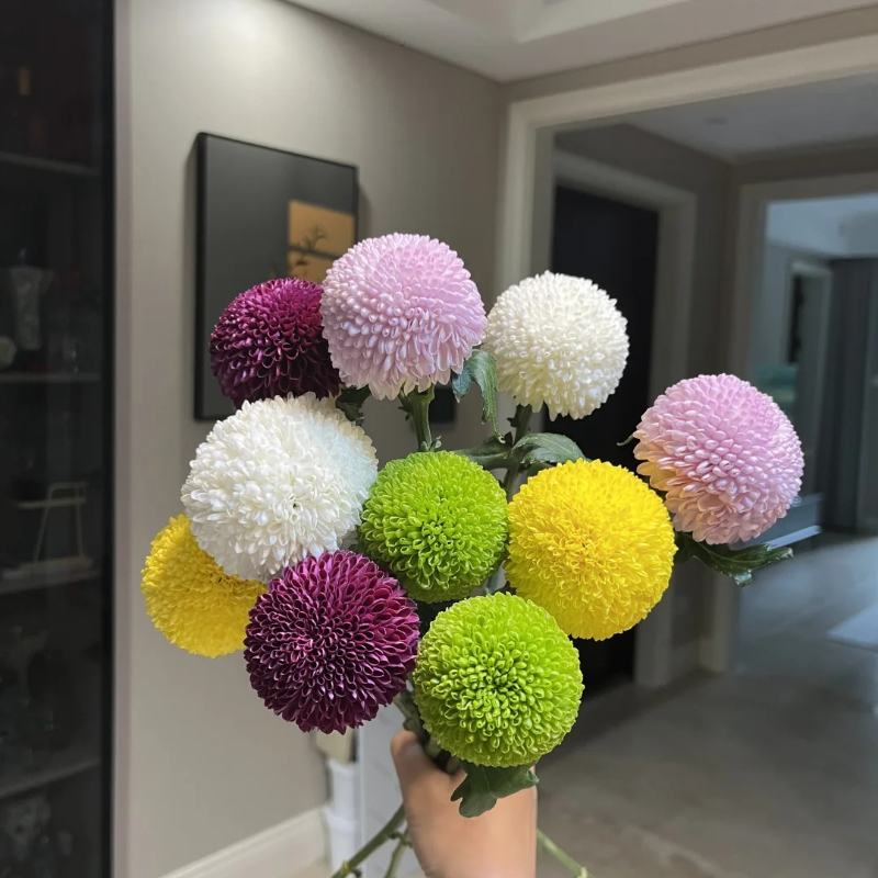 Colorful ping pong chrysanthemum seeds