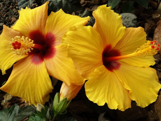 💗✨Acapulco Gold Hibiscus🎊30%Discount