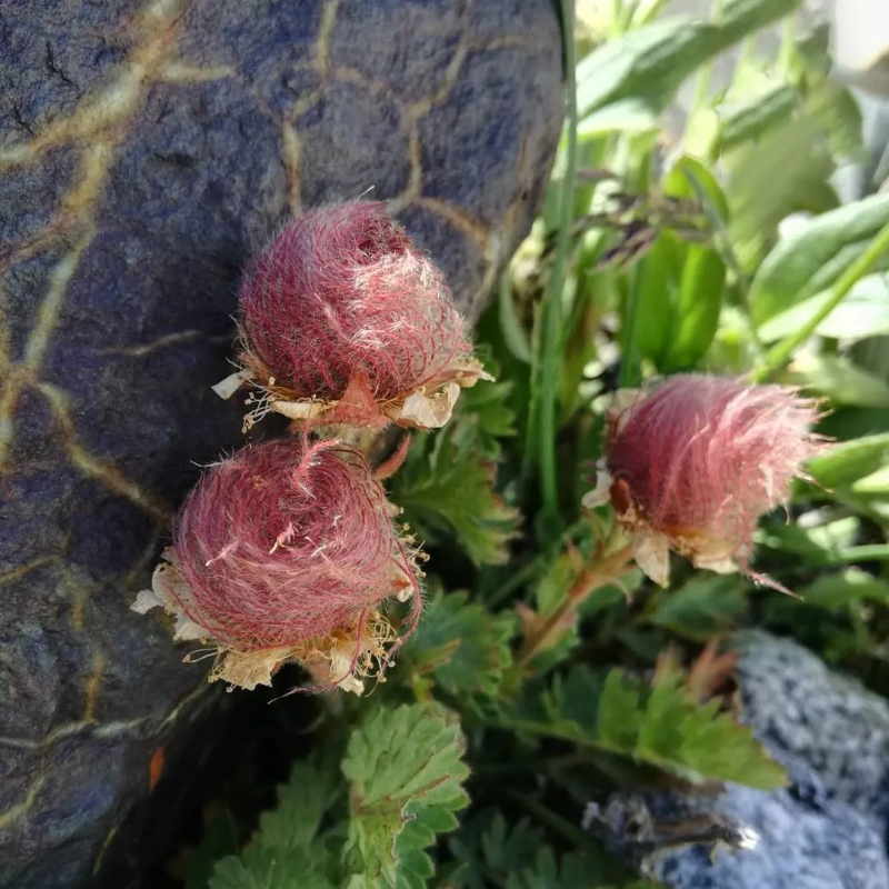 🌸 Prairie Smoke Flower Seeds – Whimsical Beauty from the Wild 🌾