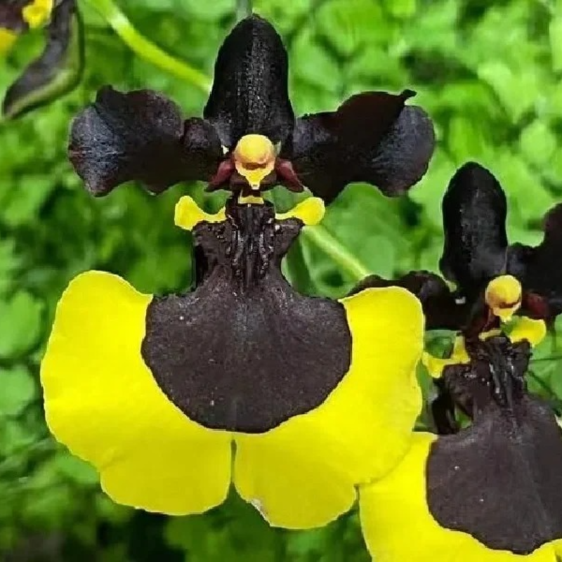 🌼 Easy-Grow Oncidium Orchids – Elegant Indoor Blooms 🏡