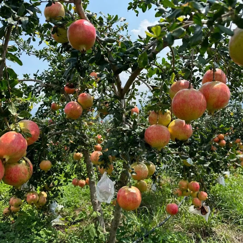 ❤️Pomegranate Seeds🌱- Nutritious, Antioxidant-rich, Heart-healthy