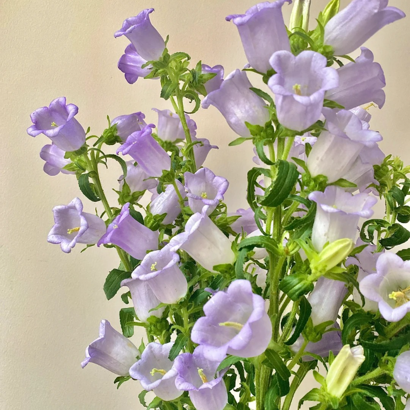 🌸Windbell Flower Seeds✨ - Elegant, easy-to-grow🌱