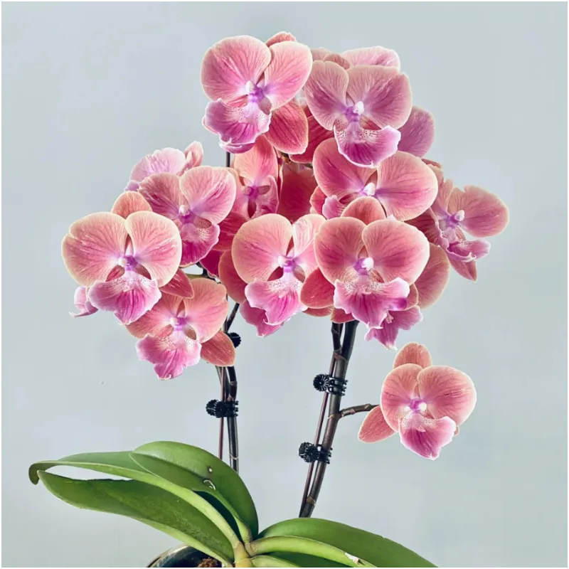 🌸 Orchid – Elegant, Exotic & Timeless Beauty! 🌿