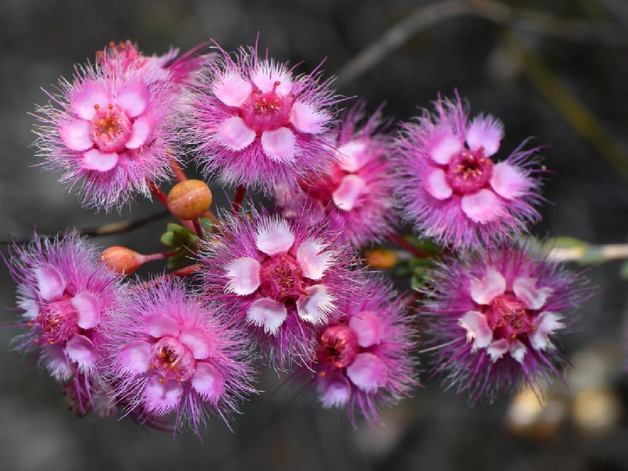 Verticordia Picta flowers-Feather Flower