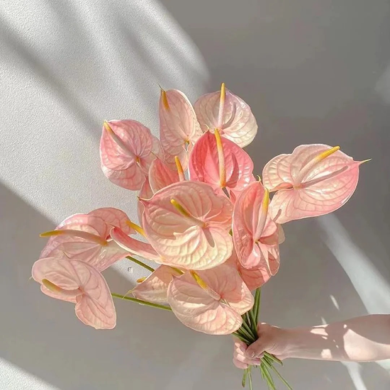 Anthurium Seeds🌱- Easy-Grow Tropical Blooms for Seniors | 🌸 Vibrant Red & Hearty Varieties