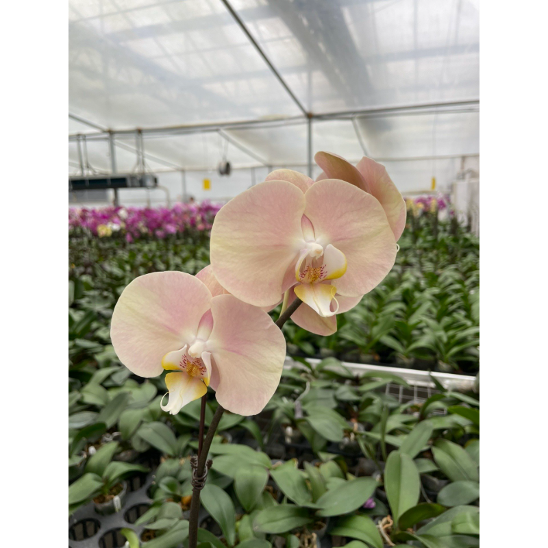 🌸Macaron Phalaenopsis - Pet Friendly And No Toxic