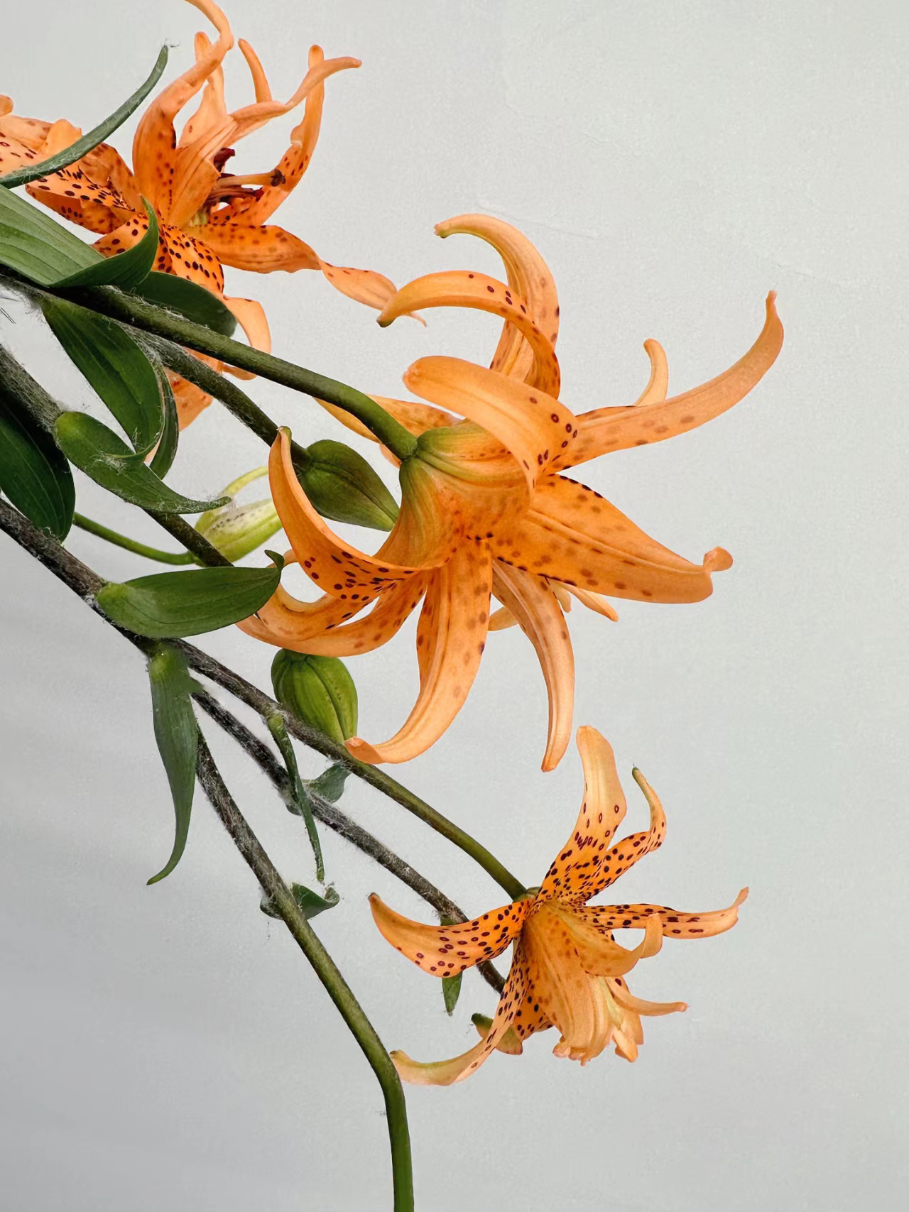 Double-Blossom Asiatic Lily - Tiger Skin Baby