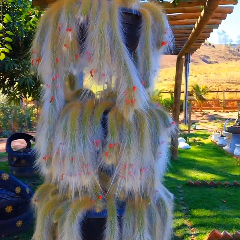 🦊Neunschwänzige Fuchs-Sukkulente🪴Topfpflanzen für den Innenbereich sind einfach zu züchten und zu blühen🌸