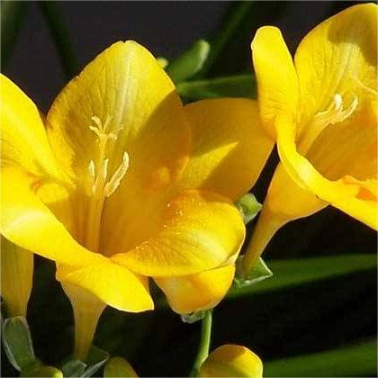 Freesia Bulbs-A Burst of Color & Fragrance! 🌸