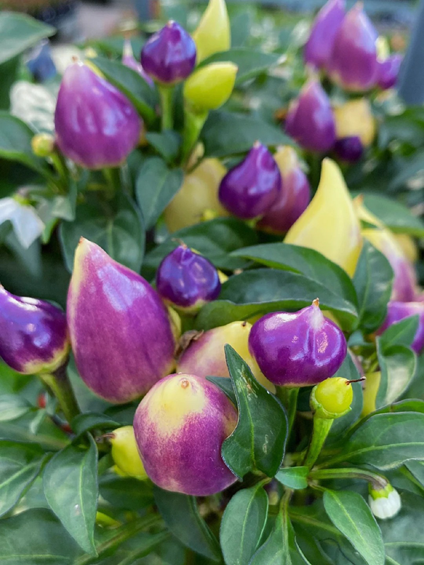 🫑Colorful pepper seeds