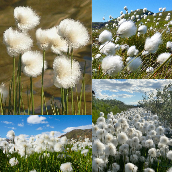 🐑White-haired Cotton Grass🐑-Elegant Wetland Beauty for Eco-Friendly Landscaping